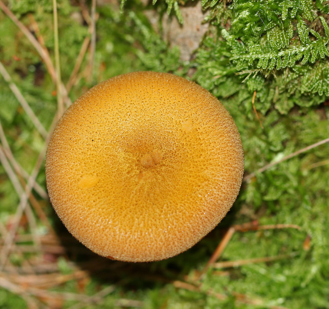 Decorated Mop - Tricholomopsis decora Cap: 5 cm; Incurved margin, nearly flat with a  slight central depression; covered with small brownish scales<br />
<br />
Gills: Attached to the stem; close; yellow<br />
<br />
Stem: Equal, hollow, pale yellow, bald<br />
<br />
Habitat: Growing in moss in a coniferous forest<br />
<figure class="photo"><a href="https://www.jungledragon.com/image/84132/decorated_mop_-_tricholomopsis_decora.html" title="Decorated Mop - Tricholomopsis decora"><img src="https://s3.amazonaws.com/media.jungledragon.com/images/3232/84132_thumb.jpg?AWSAccessKeyId=05GMT0V3GWVNE7GGM1R2&Expires=1767225610&Signature=LoKN3RzaZPvbkZCsUK5JukvMdRI%3D" width="126" height="152" alt="Decorated Mop - Tricholomopsis decora Cap: 5 cm; Incurved margin, nearly flat with a slight central depression; covered with small brownish scales<br />
<br />
Gills: Attached to the stem; close; yellow<br />
<br />
Stem: Equal, hollow, pale yellow, bald<br />
<br />
Habitat: Growing in moss in a coniferous forest<br />
https://www.jungledragon.com/image/84130/decorated_mop_-_tricholomopsis_decora.html Geotagged,Summer,Tricholomopsis decora,United States" /></a></figure> Decorated Mop,Geotagged,Summer,Tricholomopsis,Tricholomopsis decora,United States,mushroom