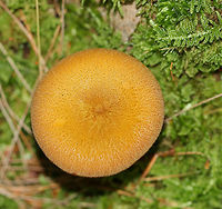 Decorated Mop - Tricholomopsis decora Cap: 5 cm; Incurved margin, nearly flat with a  slight central depression; covered with small brownish scales<br />
<br />
Gills: Attached to the stem; close; yellow<br />
<br />
Stem: Equal, hollow, pale yellow, bald<br />
<br />
Habitat: Growing in moss in a coniferous forest<br />
https://www.jungledragon.com/image/84132/decorated_mop_-_tricholomopsis_decora.html Decorated Mop,Geotagged,Summer,Tricholomopsis,Tricholomopsis decora,United States,mushroom