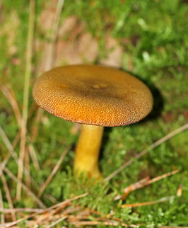 Decorated Mop - Tricholomopsis decora Cap: 5 cm; Incurved margin, nearly flat with a slight central depression; covered with small brownish scales

Gills: Attached to the stem; close; yellow

Stem: Equal, hollow, pale yellow, bald

Habitat: Growing in moss in a coniferous forest
https://www.jungledragon.com/image/84130/decorated_mop_-_tricholomopsis_decora.html Geotagged,Summer,Tricholomopsis decora,United States