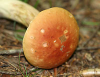 Penny Bun - Boletus cf. edulis This mushroom is classified as Boletus edulis, but whether or not the "true" Boletus edulis occurs in North America is up for debate. So, you could consider this mushroom to be Boletus edulis, Boletus cf. edulis, or in the Boeltus edulis group.<br />
<br />
Habitat: Growing on the ground in a coniferous forest<br />
https://www.jungledragon.com/image/84136/penny_bun_-_boletus_cf._edulis.html<br />
https://www.jungledragon.com/image/84137/penny_bun_-_boletus_cf._edulis.html Boletus edulis,Geotagged,Summer,United States,bolete,boletus,boletus cf. edulis,penny bun