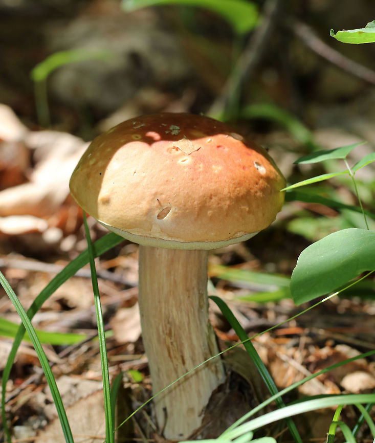 Penny Bun - Boletus cf. edulis This mushroom is classified as Boletus edulis, but whether or not the &quot;true&quot; Boletus edulis occurs in North America is up for debate. So, you could consider this mushroom to be Boletus edulis, Boletus cf. edulis, or in the Boeltus edulis group.<br />
<br />
Habitat: Growing on the ground in a coniferous forest<br />
<figure class="photo"><a href="https://www.jungledragon.com/image/84137/penny_bun_-_boletus_cf._edulis.html" title="Penny Bun - Boletus cf. edulis"><img src="https://s3.amazonaws.com/media.jungledragon.com/images/3232/84137_thumb.jpg?AWSAccessKeyId=05GMT0V3GWVNE7GGM1R2&Expires=1767225610&Signature=VSOOWcLieE2sAchaHnZyUqMzmww%3D" width="200" height="150" alt="Penny Bun - Boletus cf. edulis This mushroom is classified as Boletus edulis, but whether or not the &quot;true&quot; Boletus edulis occurs in North America is up for debate. So, you could consider this mushroom to be Boletus edulis, Boletus cf. edulis, or in the Boeltus edulis group.<br />
<br />
Habitat: Growing on the ground in a coniferous forest<br />
https://www.jungledragon.com/image/84135/penny_bun_-_boletus_cf._edulis.html<br />
https://www.jungledragon.com/image/84136/penny_bun_-_boletus_cf._edulis.html Boletus edulis,Geotagged,Summer,United States" /></a></figure><br />
<figure class="photo"><a href="https://www.jungledragon.com/image/84135/penny_bun_-_boletus_cf._edulis.html" title="Penny Bun - Boletus cf. edulis"><img src="https://s3.amazonaws.com/media.jungledragon.com/images/3232/84135_thumb.jpg?AWSAccessKeyId=05GMT0V3GWVNE7GGM1R2&Expires=1767225610&Signature=Qz0x6%2BN1xRdLRJG8t2zVVVQgFJo%3D" width="200" height="156" alt="Penny Bun - Boletus cf. edulis This mushroom is classified as Boletus edulis, but whether or not the &quot;true&quot; Boletus edulis occurs in North America is up for debate. So, you could consider this mushroom to be Boletus edulis, Boletus cf. edulis, or in the Boeltus edulis group.<br />
<br />
Habitat: Growing on the ground in a coniferous forest<br />
https://www.jungledragon.com/image/84136/penny_bun_-_boletus_cf._edulis.html<br />
https://www.jungledragon.com/image/84137/penny_bun_-_boletus_cf._edulis.html Boletus edulis,Geotagged,Summer,United States,bolete,boletus,boletus cf. edulis,penny bun" /></a></figure> Boletus edulis,Geotagged,Summer,United States