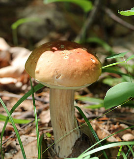 Penny Bun - Boletus cf. edulis This mushroom is classified as Boletus edulis, but whether or not the "true" Boletus edulis occurs in North America is up for debate. So, you could consider this mushroom to be Boletus edulis, Boletus cf. edulis, or in the Boeltus edulis group.

Habitat: Growing on the ground in a coniferous forest
https://www.jungledragon.com/image/84137/penny_bun_-_boletus_cf._edulis.html
https://www.jungledragon.com/image/84135/penny_bun_-_boletus_cf._edulis.html Boletus edulis,Geotagged,Summer,United States