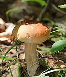 Penny Bun - Boletus cf. edulis This mushroom is classified as Boletus edulis, but whether or not the "true" Boletus edulis occurs in North America is up for debate. So, you could consider this mushroom to be Boletus edulis, Boletus cf. edulis, or in the Boeltus edulis group.<br />
<br />
Habitat: Growing on the ground in a coniferous forest<br />
https://www.jungledragon.com/image/84137/penny_bun_-_boletus_cf._edulis.html<br />
https://www.jungledragon.com/image/84135/penny_bun_-_boletus_cf._edulis.html Boletus edulis,Geotagged,Summer,United States