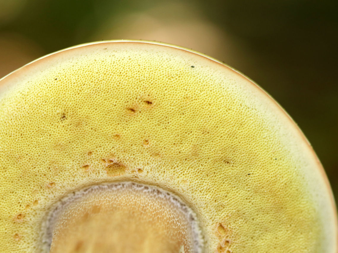 Penny Bun - Boletus cf. edulis This mushroom is classified as Boletus edulis, but whether or not the &quot;true&quot; Boletus edulis occurs in North America is up for debate. So, you could consider this mushroom to be Boletus edulis, Boletus cf. edulis, or in the Boeltus edulis group.<br />
<br />
Habitat: Growing on the ground in a coniferous forest<br />
<figure class="photo"><a href="https://www.jungledragon.com/image/84135/penny_bun_-_boletus_cf._edulis.html" title="Penny Bun - Boletus cf. edulis"><img src="https://s3.amazonaws.com/media.jungledragon.com/images/3232/84135_thumb.jpg?AWSAccessKeyId=05GMT0V3GWVNE7GGM1R2&Expires=1767225610&Signature=Qz0x6%2BN1xRdLRJG8t2zVVVQgFJo%3D" width="200" height="156" alt="Penny Bun - Boletus cf. edulis This mushroom is classified as Boletus edulis, but whether or not the &quot;true&quot; Boletus edulis occurs in North America is up for debate. So, you could consider this mushroom to be Boletus edulis, Boletus cf. edulis, or in the Boeltus edulis group.<br />
<br />
Habitat: Growing on the ground in a coniferous forest<br />
https://www.jungledragon.com/image/84136/penny_bun_-_boletus_cf._edulis.html<br />
https://www.jungledragon.com/image/84137/penny_bun_-_boletus_cf._edulis.html Boletus edulis,Geotagged,Summer,United States,bolete,boletus,boletus cf. edulis,penny bun" /></a></figure><br />
<figure class="photo"><a href="https://www.jungledragon.com/image/84136/penny_bun_-_boletus_cf._edulis.html" title="Penny Bun - Boletus cf. edulis"><img src="https://s3.amazonaws.com/media.jungledragon.com/images/3232/84136_thumb.jpg?AWSAccessKeyId=05GMT0V3GWVNE7GGM1R2&Expires=1767225610&Signature=k553VGabQOMEHmm874ocIa4W9O4%3D" width="130" height="152" alt="Penny Bun - Boletus cf. edulis This mushroom is classified as Boletus edulis, but whether or not the &quot;true&quot; Boletus edulis occurs in North America is up for debate. So, you could consider this mushroom to be Boletus edulis, Boletus cf. edulis, or in the Boeltus edulis group.<br />
<br />
Habitat: Growing on the ground in a coniferous forest<br />
https://www.jungledragon.com/image/84137/penny_bun_-_boletus_cf._edulis.html<br />
https://www.jungledragon.com/image/84135/penny_bun_-_boletus_cf._edulis.html Boletus edulis,Geotagged,Summer,United States" /></a></figure> Boletus edulis,Geotagged,Summer,United States