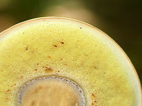 Penny Bun - Boletus cf. edulis This mushroom is classified as Boletus edulis, but whether or not the "true" Boletus edulis occurs in North America is up for debate. So, you could consider this mushroom to be Boletus edulis, Boletus cf. edulis, or in the Boeltus edulis group.<br />
<br />
Habitat: Growing on the ground in a coniferous forest<br />
https://www.jungledragon.com/image/84135/penny_bun_-_boletus_cf._edulis.html<br />
https://www.jungledragon.com/image/84136/penny_bun_-_boletus_cf._edulis.html Boletus edulis,Geotagged,Summer,United States