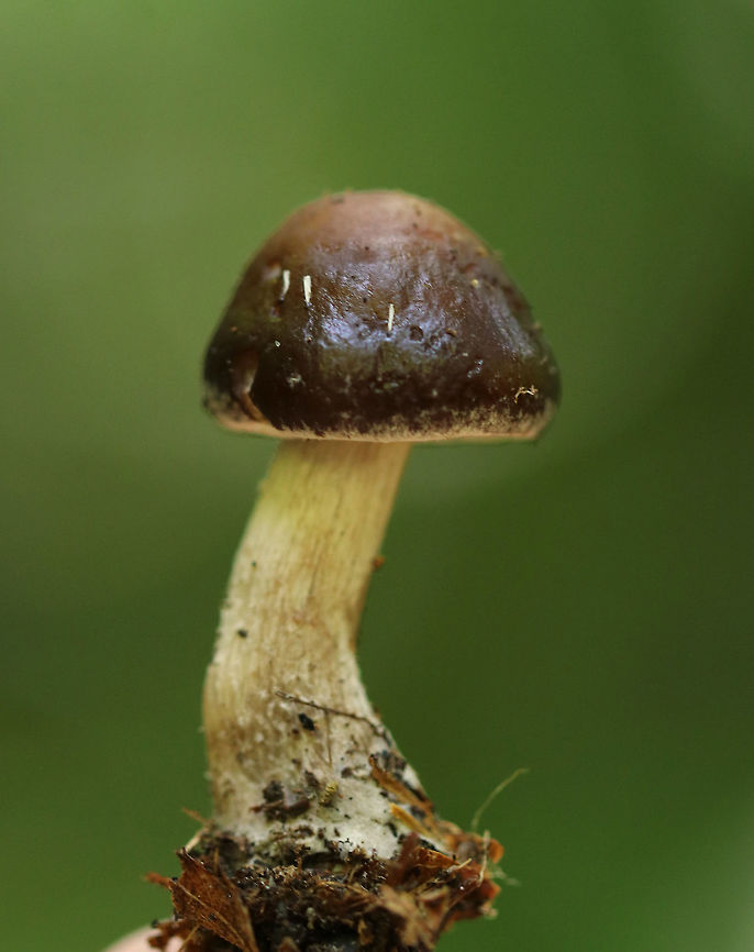 Dark Fieldcap - Agrocybe erebia Cap: Convex; dark brown; somewhat slimy; smooth; whitish partial veil remnants on the margin<br />
<br />
Gills: Attached to the stem; pale brownish; close <br />
<br />
Stem: Finely hairy<br />
<br />
Habitat: Growing on the ground in a mixed, but mostly coniferous forest Agrocybe,Agrocybe erebia,Geotagged,Summer,United States,mushroom