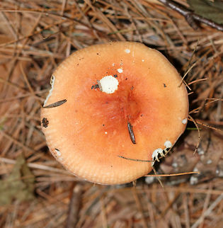 Mushroom - Russula sp. Cap: Orange - darker in the center; flat; lined margin

Gills: Cream-colored with brown spots; attached; frequent short gills

Stem: White with a pink flush

Habitat: Growing under pine and hemlock
https://www.jungledragon.com/image/84144/mushroom_-_russula_sp.html
https://www.jungledragon.com/image/84143/mushroom_-_russula_sp.html Geotagged,Summer,United States,mushroom,russula