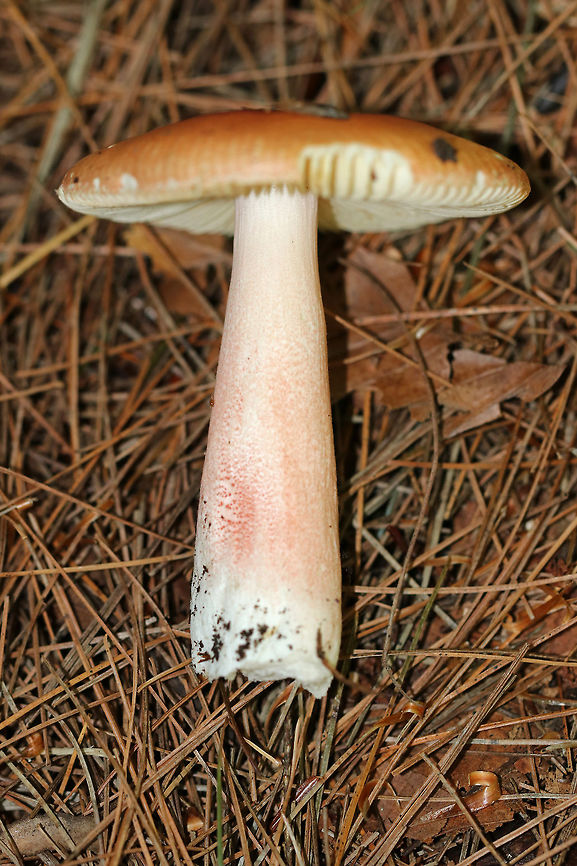 Mushroom - Russula sp. Cap: Orange - darker in the center; flat; lined margin<br />
<br />
Gills: Cream-colored with brown spots; attached; frequent short gills<br />
<br />
Stem: White with a pink flush<br />
<br />
Habitat: Growing under pine and hemlock<br />
<figure class="photo"><a href="https://www.jungledragon.com/image/84144/mushroom_-_russula_sp.html" title="Mushroom - Russula sp."><img src="https://s3.amazonaws.com/media.jungledragon.com/images/3232/84144_thumb.jpg?AWSAccessKeyId=05GMT0V3GWVNE7GGM1R2&Expires=1759968010&Signature=lT6TB3lCKPR37Z7f%2BQNIg%2FyAfkk%3D" width="200" height="170" alt="Mushroom - Russula sp. Cap: Orange - darker in the center; flat; lined margin<br />
<br />
Gills: Cream-colored with brown spots; attached; frequent short gills<br />
<br />
Stem: White with a pink flush<br />
<br />
Habitat: Growing under pine and hemlock<br />
https://www.jungledragon.com/image/84143/mushroom_-_russula_sp.html<br />
https://www.jungledragon.com/image/84142/mushroom_-_russula_sp.html Geotagged,Summer,United States" /></a></figure><br />
<figure class="photo"><a href="https://www.jungledragon.com/image/84142/mushroom_-_russula_sp.html" title="Mushroom - Russula sp."><img src="https://s3.amazonaws.com/media.jungledragon.com/images/3232/84142_thumb.jpg?AWSAccessKeyId=05GMT0V3GWVNE7GGM1R2&Expires=1759968010&Signature=JuH4WJ78ujermC1HktTEFWnHzaM%3D" width="150" height="152" alt="Mushroom - Russula sp. Cap: Orange - darker in the center; flat; lined margin<br />
<br />
Gills: Cream-colored with brown spots; attached; frequent short gills<br />
<br />
Stem: White with a pink flush<br />
<br />
Habitat: Growing under pine and hemlock<br />
https://www.jungledragon.com/image/84144/mushroom_-_russula_sp.html<br />
https://www.jungledragon.com/image/84143/mushroom_-_russula_sp.html Geotagged,Summer,United States,mushroom,russula" /></a></figure> Geotagged,Russula,Summer,United States,mushroom