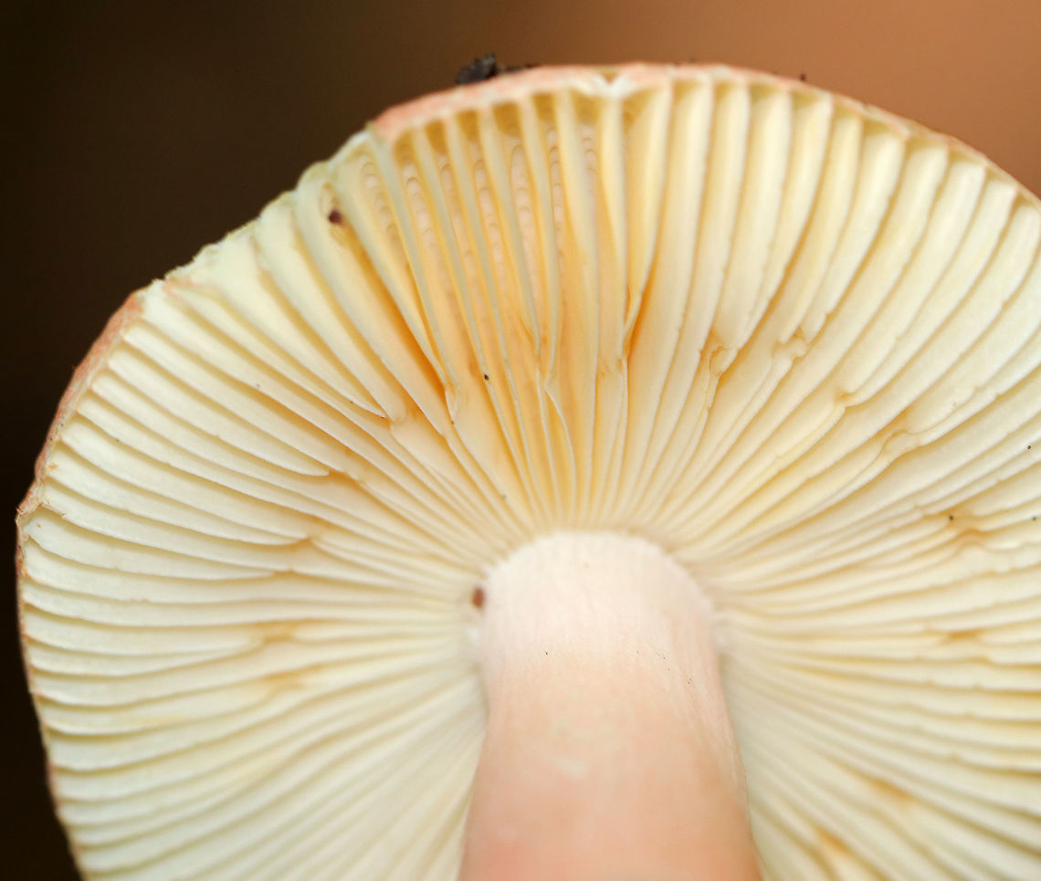 Mushroom - Russula sp. Cap: Orange - darker in the center; flat; lined margin<br />
<br />
Gills: Cream-colored with brown spots; attached; frequent short gills<br />
<br />
Stem: White with a pink flush<br />
<br />
Habitat: Growing under pine and hemlock<br />
<figure class="photo"><a href="https://www.jungledragon.com/image/84143/mushroom_-_russula_sp.html" title="Mushroom - Russula sp."><img src="https://s3.amazonaws.com/media.jungledragon.com/images/3232/84143_thumb.jpg?AWSAccessKeyId=05GMT0V3GWVNE7GGM1R2&Expires=1769040010&Signature=%2FeWlgx3LV3%2BAraVF0J1AflNIl%2FY%3D" width="102" height="152" alt="Mushroom - Russula sp. Cap: Orange - darker in the center; flat; lined margin<br />
<br />
Gills: Cream-colored with brown spots; attached; frequent short gills<br />
<br />
Stem: White with a pink flush<br />
<br />
Habitat: Growing under pine and hemlock<br />
https://www.jungledragon.com/image/84144/mushroom_-_russula_sp.html<br />
https://www.jungledragon.com/image/84142/mushroom_-_russula_sp.html Geotagged,Russula,Summer,United States,mushroom" /></a></figure><br />
<figure class="photo"><a href="https://www.jungledragon.com/image/84142/mushroom_-_russula_sp.html" title="Mushroom - Russula sp."><img src="https://s3.amazonaws.com/media.jungledragon.com/images/3232/84142_thumb.jpg?AWSAccessKeyId=05GMT0V3GWVNE7GGM1R2&Expires=1769040010&Signature=ecJ6vUJvFyBvTyWdFtayOsv%2Fixw%3D" width="150" height="152" alt="Mushroom - Russula sp. Cap: Orange - darker in the center; flat; lined margin<br />
<br />
Gills: Cream-colored with brown spots; attached; frequent short gills<br />
<br />
Stem: White with a pink flush<br />
<br />
Habitat: Growing under pine and hemlock<br />
https://www.jungledragon.com/image/84144/mushroom_-_russula_sp.html<br />
https://www.jungledragon.com/image/84143/mushroom_-_russula_sp.html Geotagged,Summer,United States,mushroom,russula" /></a></figure> Geotagged,Summer,United States