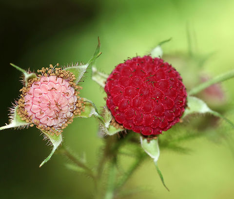 Rubus odoratus Habitat: Along the edge of a forest
https://www.jungledragon.com/image/84172/thimbleberry_-_rubus_parviflorus.html
https://www.jungledragon.com/image/84171/thimbleberry_-_rubus_parviflorus.html Geotagged,Purple-flowered raspberry,Rubus odoratus,Rubus parviflorus,Summer,United States,rubus,thimbleberry