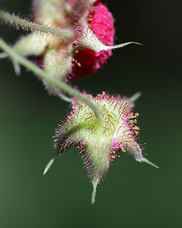 Rubus odoratus Habitat: Along the edge of a forest
https://www.jungledragon.com/image/84170/thimbleberry_-_rubus_parviflorus.html
https://www.jungledragon.com/image/84172/thimbleberry_-_rubus_parviflorus.html Geotagged,Purple-flowered raspberry,Rubus odoratus,Rubus parviflorus,Summer,United States
