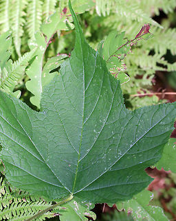 Rubus odoratus 
Habitat: Along the edge of a forest
https://www.jungledragon.com/image/84170/thimbleberry_-_rubus_parviflorus.html
https://www.jungledragon.com/image/84171/thimbleberry_-_rubus_parviflorus.html Geotagged,Purple-flowered raspberry,Rubus odoratus,Rubus parviflorus,Summer,Thimbleberry,United States