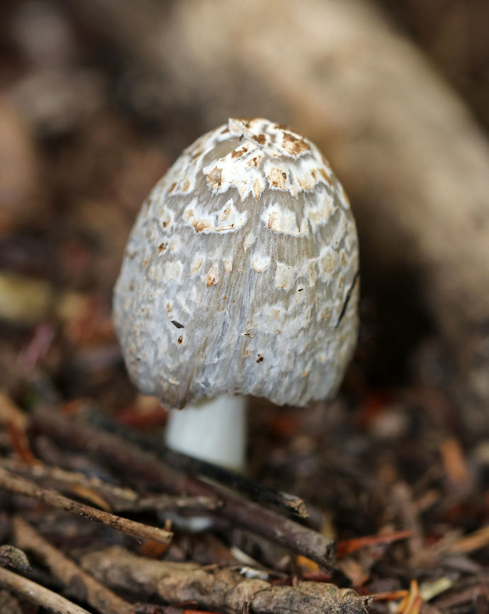 Coprinellus sect. domesticus I haven't been able to narrow this one down to species level yet.<br />
<br />
Cap: Gray with a brownish center; covered in whitish/brownish universal veil fragments; finely lined<br />
<br />
Gills: Gray; deliquescing (turning to black "ink")<br />
<br />
Stem: White; hollow<br />
<br />
Habitat: Mixed forest - growing near tree roots<br />
<figure class="photo"><a href="https://www.jungledragon.com/image/84175/coprinellus_sect._domesticus.html" title="Coprinellus sect. domesticus"><img src="https://s3.amazonaws.com/media.jungledragon.com/images/3232/84175_thumb.jpg?AWSAccessKeyId=05GMT0V3GWVNE7GGM1R2&Expires=1759968010&Signature=aiZJ0nIBbnb7AloHH5r4ksKci28%3D" width="114" height="152" alt="Coprinellus sect. domesticus I haven't been able to narrow this one down to species level yet.<br />
<br />
Cap: Gray with a brownish center; covered in whitish/brownish universal veil fragments; finely lined<br />
<br />
Gills: Gray; deliquescing (turning to black "ink")<br />
<br />
Stem: White; hollow<br />
<br />
Habitat: Mixed forest - growing near tree roots<br />
https://www.jungledragon.com/image/84173/coprinellus_sect._domesticus.html<br />
https://www.jungledragon.com/image/84174/coprinellus_sect._domesticus.html Geotagged,Summer,United States" /></a></figure><br />
<figure class="photo"><a href="https://www.jungledragon.com/image/84174/coprinellus_sect._domesticus.html" title="Coprinellus sect. domesticus"><img src="https://s3.amazonaws.com/media.jungledragon.com/images/3232/84174_thumb.jpg?AWSAccessKeyId=05GMT0V3GWVNE7GGM1R2&Expires=1759968010&Signature=6q0Yxfligp%2Fg3pcAvlR%2Bw4b43fc%3D" width="200" height="196" alt="Coprinellus sect. domesticus I haven't been able to narrow this one down to species level yet.<br />
<br />
Cap: Gray with a brownish center; covered in whitish/brownish universal veil fragments; finely lined<br />
<br />
Gills: Gray; deliquescing (turning to black "ink")<br />
<br />
Stem: White; hollow<br />
<br />
Habitat: Mixed forest - growing near tree roots<br />
https://www.jungledragon.com/image/84173/coprinellus_sect._domesticus.html<br />
https://www.jungledragon.com/image/84175/coprinellus_sect._domesticus.html Geotagged,Summer,United States" /></a></figure> Coprinellus domesticus,Firerug inkcap,Geotagged,Summer,United States,mushroom