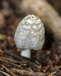 Coprinellus sect. domesticus I haven't been able to narrow this one down to species level yet.

Cap: Gray with a brownish center; covered in whitish/brownish universal veil fragments; finely lined

Gills: Gray; deliquescing (turning to black "ink")

Stem: White; hollow

Habitat: Mixed forest - growing near tree roots
https://www.jungledragon.com/image/84175/coprinellus_sect._domesticus.html
https://www.jungledragon.com/image/84174/coprinellus_sect._domesticus.html Coprinellus domesticus,Firerug inkcap,Geotagged,Summer,United States,mushroom