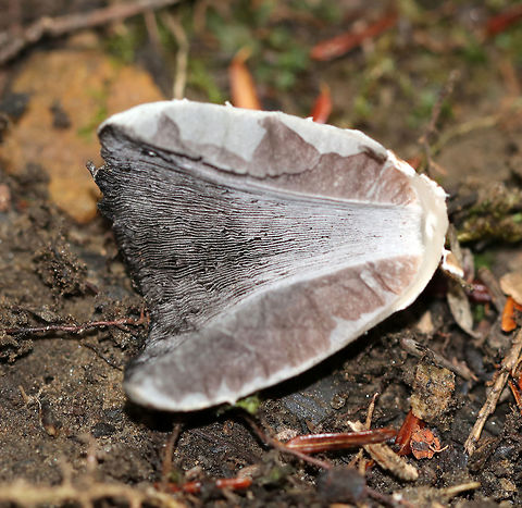 Coprinellus sect. domesticus I haven't been able to narrow this one down to species level yet.

Cap: Gray with a brownish center; covered in whitish/brownish universal veil fragments; finely lined

Gills: Gray; deliquescing (turning to black "ink")

Stem: White; hollow

Habitat: Mixed forest - growing near tree roots
https://www.jungledragon.com/image/84173/coprinellus_sect._domesticus.html
https://www.jungledragon.com/image/84175/coprinellus_sect._domesticus.html Geotagged,Summer,United States
