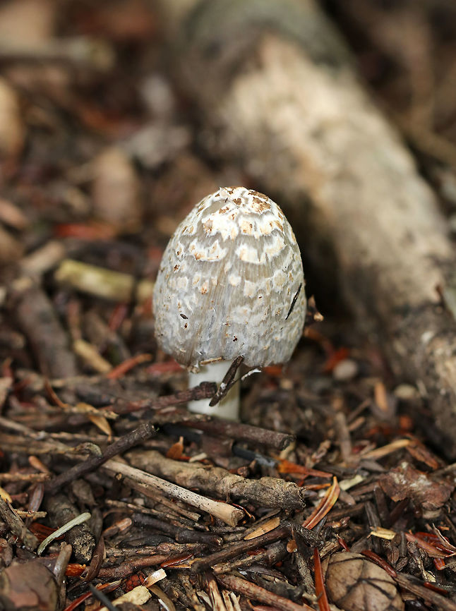Coprinellus sect. domesticus I haven't been able to narrow this one down to species level yet.<br />
<br />
Cap: Gray with a brownish center; covered in whitish/brownish universal veil fragments; finely lined<br />
<br />
Gills: Gray; deliquescing (turning to black "ink")<br />
<br />
Stem: White; hollow<br />
<br />
Habitat: Mixed forest - growing near tree roots<br />
<figure class="photo"><a href="https://www.jungledragon.com/image/84173/coprinellus_sect._domesticus.html" title="Coprinellus sect. domesticus"><img src="https://s3.amazonaws.com/media.jungledragon.com/images/3232/84173_thumb.jpg?AWSAccessKeyId=05GMT0V3GWVNE7GGM1R2&Expires=1759968010&Signature=n7zPkmoRH%2B4Tbuyy%2BAU5l25lQmo%3D" width="122" height="152" alt="Coprinellus sect. domesticus I haven't been able to narrow this one down to species level yet.<br />
<br />
Cap: Gray with a brownish center; covered in whitish/brownish universal veil fragments; finely lined<br />
<br />
Gills: Gray; deliquescing (turning to black "ink")<br />
<br />
Stem: White; hollow<br />
<br />
Habitat: Mixed forest - growing near tree roots<br />
https://www.jungledragon.com/image/84175/coprinellus_sect._domesticus.html<br />
https://www.jungledragon.com/image/84174/coprinellus_sect._domesticus.html Coprinellus domesticus,Firerug inkcap,Geotagged,Summer,United States,mushroom" /></a></figure><br />
<figure class="photo"><a href="https://www.jungledragon.com/image/84174/coprinellus_sect._domesticus.html" title="Coprinellus sect. domesticus"><img src="https://s3.amazonaws.com/media.jungledragon.com/images/3232/84174_thumb.jpg?AWSAccessKeyId=05GMT0V3GWVNE7GGM1R2&Expires=1759968010&Signature=6q0Yxfligp%2Fg3pcAvlR%2Bw4b43fc%3D" width="200" height="196" alt="Coprinellus sect. domesticus I haven't been able to narrow this one down to species level yet.<br />
<br />
Cap: Gray with a brownish center; covered in whitish/brownish universal veil fragments; finely lined<br />
<br />
Gills: Gray; deliquescing (turning to black "ink")<br />
<br />
Stem: White; hollow<br />
<br />
Habitat: Mixed forest - growing near tree roots<br />
https://www.jungledragon.com/image/84173/coprinellus_sect._domesticus.html<br />
https://www.jungledragon.com/image/84175/coprinellus_sect._domesticus.html Geotagged,Summer,United States" /></a></figure> Geotagged,Summer,United States