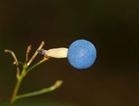 Blue Cohosh - Caulophyllum thalictroides Habitat: Mixed forest<br />
https://www.jungledragon.com/image/84177/blue_cohosh_-_caulophyllum_thalictroides.html Blue cohosh,Caulophyllum thalictroides,Geotagged,Summer,United States