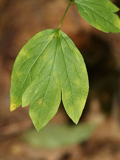 Blue Cohosh - Caulophyllum thalictroides Habitat: Mixed forest
https://www.jungledragon.com/image/84176/blue_cohosh_-_caulophyllum_thalictroides.html Blue cohosh,Caulophyllum thalictroides,Geotagged,Summer,United States