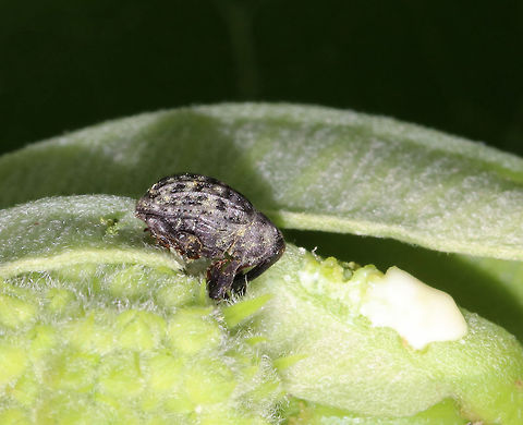 Milkweed Stem Weevil - Rhyssomatus lineaticollis Total length: about 6 mm long. Robust, oval, black weevil with reddish antennae and tarsi. Ridged and grooved elytra. Adults feed on milkweed.

Spotted on milkweed in a rural garden. Geotagged,Milkweed Stem Weevil,Rhyssomatus lineaticollis,Spring,United States,milkweed,weevil