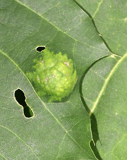 Unknown - Gall/Fungus/Other? Habitat: Oak leaves
https://www.jungledragon.com/image/84183/unknown_-_gallfungusother.html Geotagged,Spring,United States