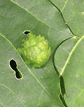 Unknown - Gall/Fungus/Other? Habitat: Oak leaves<br />
https://www.jungledragon.com/image/84183/unknown_-_gallfungusother.html Geotagged,Spring,United States