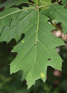 Unknown - Gall/Fungus/Other? Habitat: Oak leaves
https://www.jungledragon.com/image/84182/unknown_-_gallfungusother.html Geotagged,Spring,United States