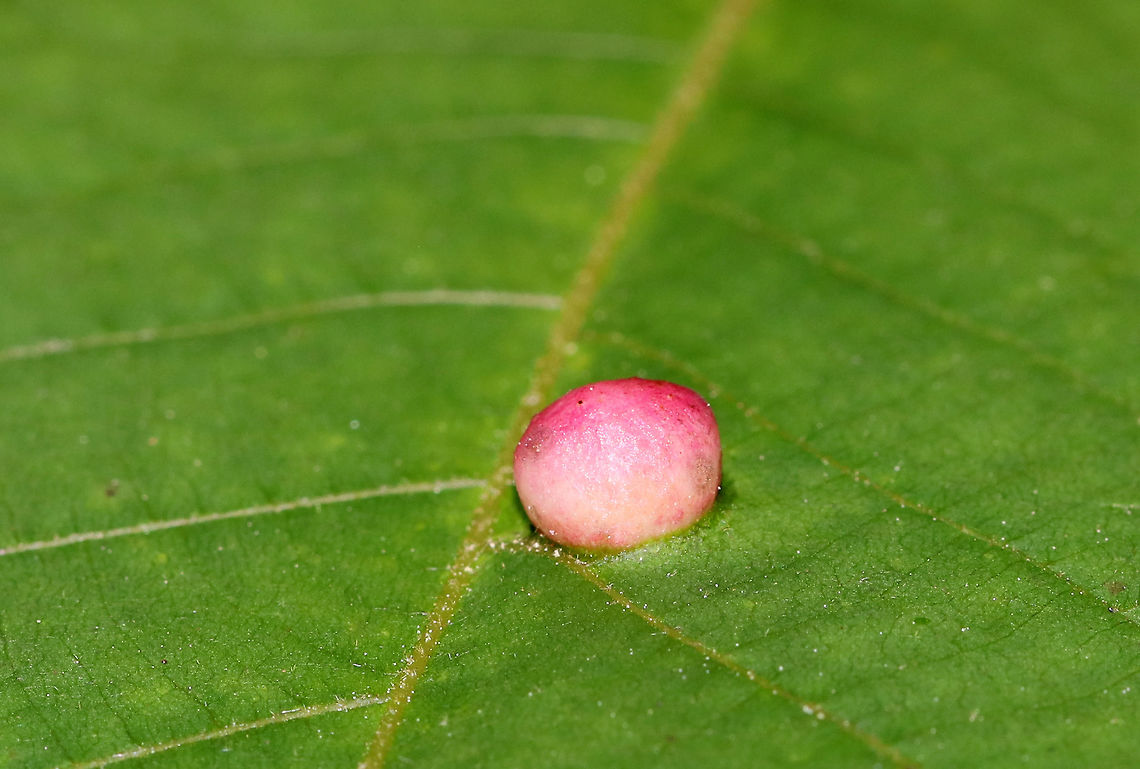 Globular Gall - Phylloxera sp. I spotted several of these galls on hickory (Carya sp.) leaves. Some were cream-colored, while others were pink, like this one. The underside of the gall has a slit for the mature insects to escape through - an important feature since they don&#039;t have chewing mouthparts.<br />
<br />
Habitat: Hickory (Carya sp.) leaves in a deciduous forest<br />
<figure class="photo"><a href="https://www.jungledragon.com/image/84190/globular_gall_-_phylloxera_sp.html" title="Globular Gall - Phylloxera sp."><img src="https://s3.amazonaws.com/media.jungledragon.com/images/3232/84190_thumb.jpg?AWSAccessKeyId=05GMT0V3GWVNE7GGM1R2&Expires=1759968010&Signature=%2FeekmiAzUZrYbXXa2xTyxa9hb7o%3D" width="200" height="154" alt="Globular Gall - Phylloxera sp. I spotted several of these galls on hickory (Carya sp.) leaves. Some were cream-colored, while others were pink, like this one. The underside of the gall has a slit for the mature insects to escape through - an important feature since they don&#039;t have chewing mouthparts.<br />
<br />
Habitat: Hickory (Carya sp.) leaves in a deciduous forest<br />
https://www.jungledragon.com/image/84184/globular_gall_-_phylloxera_sp.html Geotagged,Spring,United States,gall" /></a></figure> Geotagged,Phylloxera,Spring,United States,gall,globular gall