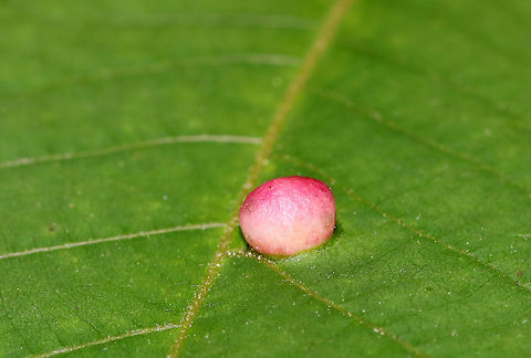 Globular Gall - Phylloxera sp. I spotted several of these galls on hickory (Carya sp.) leaves. Some were cream-colored, while others were pink, like this one. The underside of the gall has a slit for the mature insects to escape through - an important feature since they don't have chewing mouthparts.

Habitat: Hickory (Carya sp.) leaves in a deciduous forest
https://www.jungledragon.com/image/84190/globular_gall_-_phylloxera_sp.html Geotagged,Phylloxera,Spring,United States,gall,globular gall