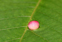 Globular Gall - Phylloxera sp. I spotted several of these galls on hickory (Carya sp.) leaves. Some were cream-colored, while others were pink, like this one. The underside of the gall has a slit for the mature insects to escape through - an important feature since they don't have chewing mouthparts.<br />
<br />
Habitat: Hickory (Carya sp.) leaves in a deciduous forest<br />
https://www.jungledragon.com/image/84190/globular_gall_-_phylloxera_sp.html Geotagged,Phylloxera,Spring,United States,gall,globular gall