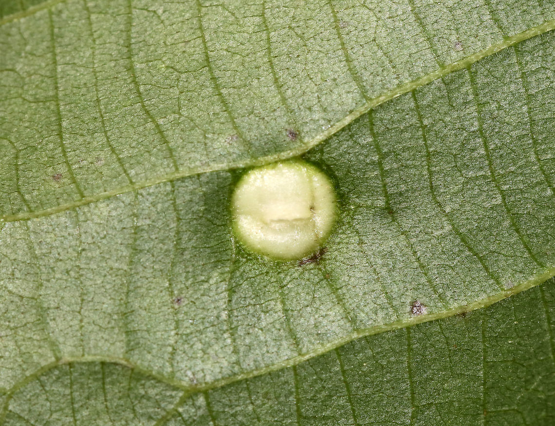 Globular Gall - Phylloxera sp. I spotted several of these galls on hickory (Carya sp.) leaves. Some were cream-colored, while others were pink, like this one. The underside of the gall has a slit for the mature insects to escape through - an important feature since they don't have chewing mouthparts.<br />
<br />
Habitat: Hickory (Carya sp.) leaves in a deciduous forest<br />
<figure class="photo"><a href="https://www.jungledragon.com/image/84184/globular_gall_-_phylloxera_sp.html" title="Globular Gall - Phylloxera sp."><img src="https://s3.amazonaws.com/media.jungledragon.com/images/3232/84184_thumb.jpg?AWSAccessKeyId=05GMT0V3GWVNE7GGM1R2&Expires=1765411210&Signature=sR%2FbI1AKaxqnIJgBPZ0kDwtX5aA%3D" width="200" height="136" alt="Globular Gall - Phylloxera sp. I spotted several of these galls on hickory (Carya sp.) leaves. Some were cream-colored, while others were pink, like this one. The underside of the gall has a slit for the mature insects to escape through - an important feature since they don't have chewing mouthparts.<br />
<br />
Habitat: Hickory (Carya sp.) leaves in a deciduous forest<br />
https://www.jungledragon.com/image/84190/globular_gall_-_phylloxera_sp.html Geotagged,Phylloxera,Spring,United States,gall,globular gall" /></a></figure> Geotagged,Spring,United States,gall