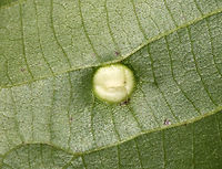 Globular Gall - Phylloxera sp. I spotted several of these galls on hickory (Carya sp.) leaves. Some were cream-colored, while others were pink, like this one. The underside of the gall has a slit for the mature insects to escape through - an important feature since they don't have chewing mouthparts.<br />
<br />
Habitat: Hickory (Carya sp.) leaves in a deciduous forest<br />
https://www.jungledragon.com/image/84184/globular_gall_-_phylloxera_sp.html Geotagged,Spring,United States,gall