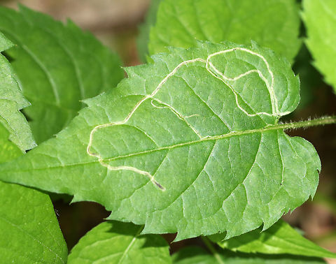 Linear Leaf Mines- Ophiomyia maura The mines are linear, narrow, and have faint frass lines.

Habitat: The leaf mines were on white wood aster (Eurybia divaricata) that was growing along nature trails in a mostly deciduous forest
https://www.jungledragon.com/image/84196/linear_leaf_mines-_agromyzidae.html
https://www.jungledragon.com/image/84195/linear_leaf_mines-_agromyzidae.html Agromyzidae,Geotagged,Ophiomyia,Ophiomyia maura,Spring,United States,leaf mine,leafminer,leafminer fly