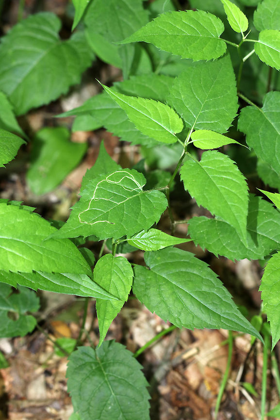 White Wood Aster - Eurybia divaricata Habitat: Growing along nature trails in a mostly deciduous forest<br />
<figure class="photo"><a href="https://www.jungledragon.com/image/84194/linear_leaf_mines-_ophiomyia_maura.html" title="Linear Leaf Mines- Ophiomyia maura"><img src="https://s3.amazonaws.com/media.jungledragon.com/images/3232/84194_thumb.jpg?AWSAccessKeyId=05GMT0V3GWVNE7GGM1R2&Expires=1759968010&Signature=4pG5VwSFHMpmS0P%2BaP2uhudD6Qc%3D" width="200" height="158" alt="Linear Leaf Mines- Ophiomyia maura The mines are linear, narrow, and have faint frass lines.<br />
<br />
Habitat: The leaf mines were on white wood aster (Eurybia divaricata) that was growing along nature trails in a mostly deciduous forest<br />
https://www.jungledragon.com/image/84196/linear_leaf_mines-_agromyzidae.html<br />
https://www.jungledragon.com/image/84195/linear_leaf_mines-_agromyzidae.html Agromyzidae,Geotagged,Ophiomyia,Ophiomyia maura,Spring,United States,leaf mine,leafminer,leafminer fly" /></a></figure><br />
<figure class="photo"><a href="https://www.jungledragon.com/image/84195/linear_leaf_mines-_ophiomyia_maura.html" title="Linear Leaf Mines- Ophiomyia maura"><img src="https://s3.amazonaws.com/media.jungledragon.com/images/3232/84195_thumb.jpg?AWSAccessKeyId=05GMT0V3GWVNE7GGM1R2&Expires=1759968010&Signature=XXhPpv0ADvdbVDeKWKlQpw3rKLk%3D" width="200" height="144" alt="Linear Leaf Mines- Ophiomyia maura The mines are linear, narrow, and have faint frass lines.<br />
<br />
Habitat: The leaf mines were on white wood aster (Eurybia divaricata) that was growing along nature trails in a mostly deciduous forest<br />
<br />
https://www.jungledragon.com/image/84194/linear_leaf_mines-_agromyzidae.html<br />
https://www.jungledragon.com/image/84196/linear_leaf_mines-_agromyzidae.html Geotagged,Ophiomyia maura,Spring,United States" /></a></figure> Eurybia divaricata,Geotagged,Spring,United States,White wood aster,aster,leaf mines