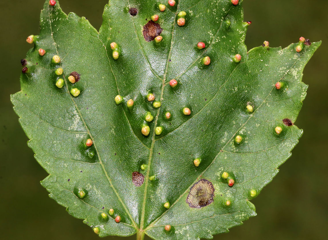 Maple Bladdergall Mite Galls - Vasates quadripedes Lovely, reddish green galls. *ID needs confirmation*<br />
<br />
Habitat: Maple (Acer sp.) leaves in a mixed, swampy forest<br />
<figure class="photo"><a href="https://www.jungledragon.com/image/84257/maple_bladdergall_mite_galls_-_vasates_quadripedes.html" title="Maple Bladdergall Mite Galls - Vasates quadripedes"><img src="https://s3.amazonaws.com/media.jungledragon.com/images/3232/84257_thumb.jpg?AWSAccessKeyId=05GMT0V3GWVNE7GGM1R2&Expires=1759968010&Signature=R2Sppkra5PeQc%2BWtLatUCZCD4vQ%3D" width="200" height="138" alt="Maple Bladdergall Mite Galls - Vasates quadripedes Lovely, reddish green galls. *ID needs confirmation*<br />
<br />
Habitat: Maple (Acer sp.) leaves in a mixed, swampy forest<br />
https://www.jungledragon.com/image/84256/maple_bladdergall_mite_galls_-_vasates_quadripedes.html Geotagged,Maple Bladder-gall Mite,Spring,United States,Vasates quadripedes,galls" /></a></figure> Geotagged,Maple Bladdergall Mite,Spring,United States,Vasates quadripedes,eriophyidae,galls,mite galls,vasates