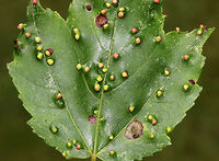 Maple Bladdergall Mite Galls - Vasates quadripedes Lovely, reddish green galls. *ID needs confirmation*<br />
<br />
Habitat: Maple (Acer sp.) leaves in a mixed, swampy forest<br />
https://www.jungledragon.com/image/84257/maple_bladdergall_mite_galls_-_vasates_quadripedes.html Geotagged,Maple Bladdergall Mite,Spring,United States,Vasates quadripedes,eriophyidae,galls,mite galls,vasates