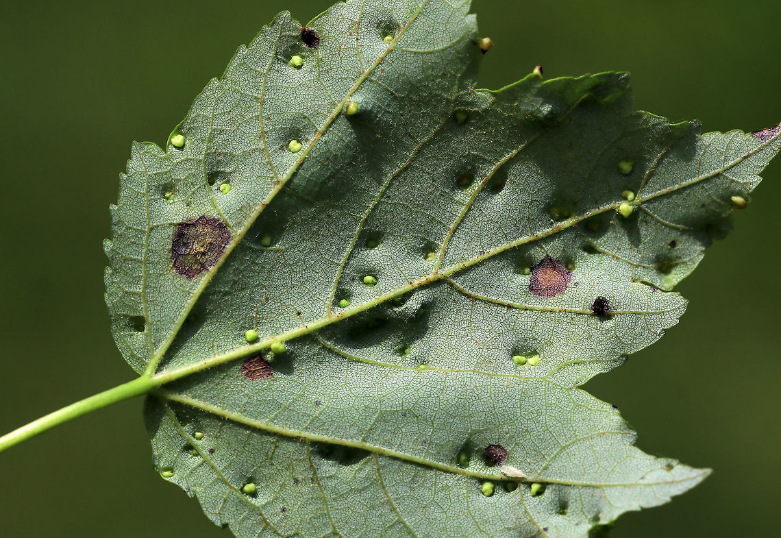 Maple Bladdergall Mite Galls - Vasates quadripedes Lovely, reddish green galls. *ID needs confirmation*<br />
<br />
Habitat: Maple (Acer sp.) leaves in a mixed, swampy forest<br />
<figure class="photo"><a href="https://www.jungledragon.com/image/84256/maple_bladdergall_mite_galls_-_vasates_quadripedes.html" title="Maple Bladdergall Mite Galls - Vasates quadripedes"><img src="https://s3.amazonaws.com/media.jungledragon.com/images/3232/84256_thumb.jpg?AWSAccessKeyId=05GMT0V3GWVNE7GGM1R2&Expires=1767225610&Signature=Z3rnuSvgS7Zquf3q6TyA%2BAKpX3A%3D" width="200" height="148" alt="Maple Bladdergall Mite Galls - Vasates quadripedes Lovely, reddish green galls. *ID needs confirmation*<br />
<br />
Habitat: Maple (Acer sp.) leaves in a mixed, swampy forest<br />
https://www.jungledragon.com/image/84257/maple_bladdergall_mite_galls_-_vasates_quadripedes.html Geotagged,Maple Bladdergall Mite,Spring,United States,Vasates quadripedes,eriophyidae,galls,mite galls,vasates" /></a></figure> Geotagged,Maple Bladder-gall Mite,Spring,United States,Vasates quadripedes,galls