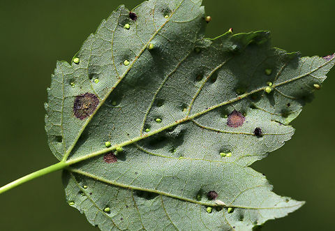 Maple Bladdergall Mite Galls - Vasates quadripedes Lovely, reddish green galls. *ID needs confirmation*

Habitat: Maple (Acer sp.) leaves in a mixed, swampy forest
https://www.jungledragon.com/image/84256/maple_bladdergall_mite_galls_-_vasates_quadripedes.html Geotagged,Maple Bladder-gall Mite,Spring,United States,Vasates quadripedes,galls