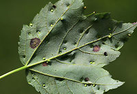 Maple Bladdergall Mite Galls - Vasates quadripedes Lovely, reddish green galls. *ID needs confirmation*<br />
<br />
Habitat: Maple (Acer sp.) leaves in a mixed, swampy forest<br />
https://www.jungledragon.com/image/84256/maple_bladdergall_mite_galls_-_vasates_quadripedes.html Geotagged,Maple Bladder-gall Mite,Spring,United States,Vasates quadripedes,galls
