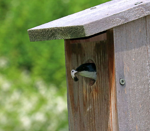 Tree Swallow Removing Fecal Sac - Tachycineta bicolor I've never seen birds, aside from American robins, removing fecal sacs. It's so gross and makes me cringe. But, at least this bird didn't eat it like the robin in this spotting:
https://www.jungledragon.com/image/57176/american_robin_removing_fecal_sac.html

Habitat: Nesting box beside a pond.

Bringing home dinner after taking out the fecal sac:
https://www.jungledragon.com/image/84265/tree_swallow_bringing_dinner_to_the_babies-_tachycineta_bicolor.html Geotagged,Spring,Tachycineta bicolor,Tree Swallow,United States,fecal sac,swallow