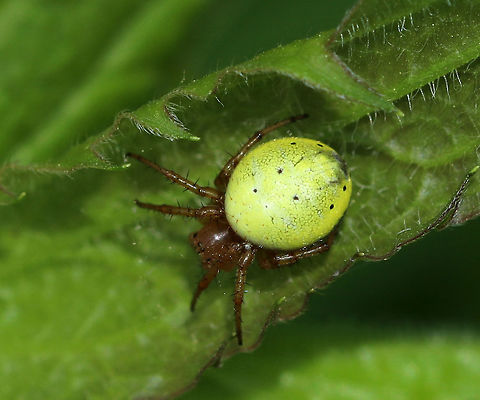 Six-spotted Orbweaver - Araniella displicata This spider has 3 pairs of black spots on the dorsal part of the abdomen...Plus, a few extra. I think the ID is correct, but am not 100% sure.

Habitat: meadow Araniella displicata,Geotagged,Six-spotted Orbweaver,Spring,United States,orbweaver,spider
