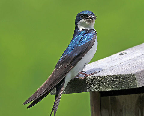 Tree Swallow Bringing Dinner to the Babies- Tachycineta bicolor After taking away the fecal sac, it came back with dinner. I hope it rinsed its mouth out first.

Habitat: Meadow
https://www.jungledragon.com/image/84259/tree_swallow_removing_fecal_sac_-_tachycineta_bicolor.html Geotagged,Spring,Tachycineta bicolor,Tree Swallow,United States,swallow