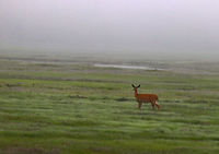 White-tailed Deer - Odocoileus virginianus I spotted this deer foraging on the saltmarsh in the morning fog. I was quite a distance away, but within a minute or two, it smelled me and ran off. <br />
<br />
Habitat: Coastal marsh<br />
https://www.jungledragon.com/image/84273/white-tailed_deer_-_odocoileus_virginianus.html Geotagged,Odocoileus,Odocoileus virginianus,Spring,United States,White-tailed deer,deer,saltmarsh