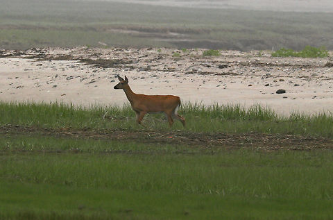 White-tailed Deer - Odocoileus virginianus I spotted this deer foraging on the saltmarsh in the morning fog. I was quite a distance away, but within a minute or two, it smelled me and ran off.

Habitat: Coastal marsh
https://www.jungledragon.com/image/84272/white-tailed_deer_-_odocoileus_virginianus.html Geotagged,Odocoileus virginianus,Spring,United States,White-tailed deer,deer