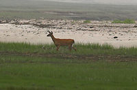 White-tailed Deer - Odocoileus virginianus I spotted this deer foraging on the saltmarsh in the morning fog. I was quite a distance away, but within a minute or two, it smelled me and ran off.<br />
<br />
Habitat: Coastal marsh<br />
https://www.jungledragon.com/image/84272/white-tailed_deer_-_odocoileus_virginianus.html Geotagged,Odocoileus virginianus,Spring,United States,White-tailed deer,deer