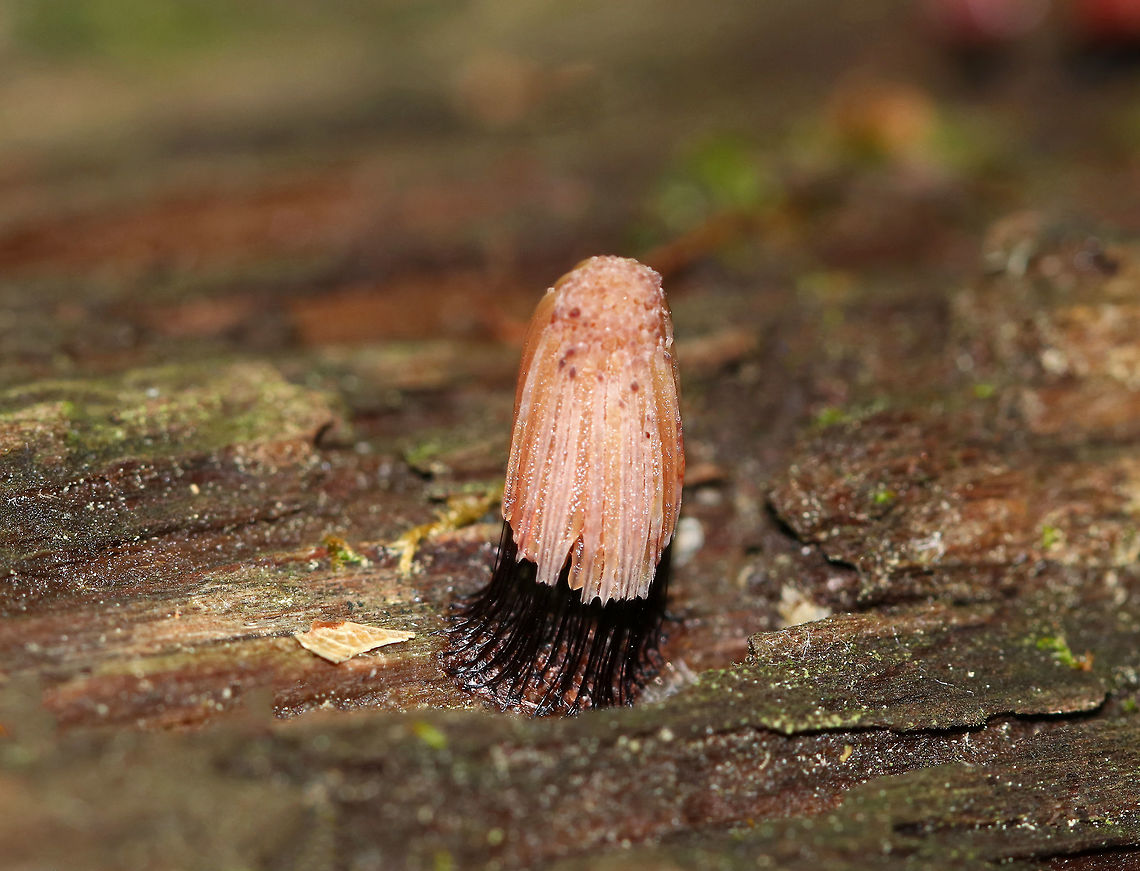 Chocolate Tube Slime Mold - Stemonitis splendens I think this slime mold was still immature because of the pale color and lack of spores.<br />
<br />
Habitat: Rotting wood in a mixed forest Chocolate tube slime mold,Geotagged,Stemonitis splendens,Summer,United States,slime mold