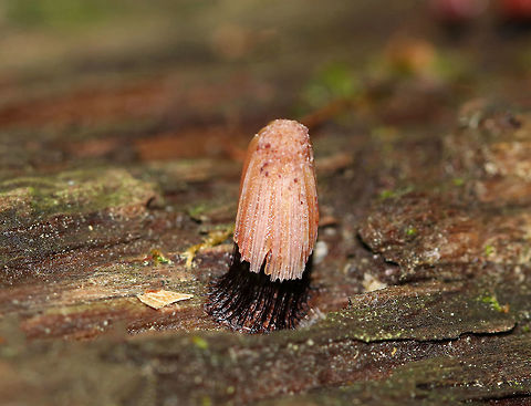 Chocolate Tube Slime Mold - Stemonitis splendens I think this slime mold was still immature because of the pale color and lack of spores.

Habitat: Rotting wood in a mixed forest Chocolate tube slime mold,Geotagged,Stemonitis splendens,Summer,United States,slime mold