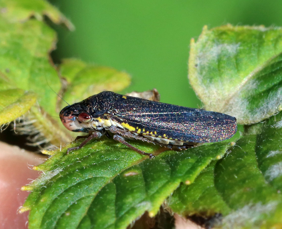 Speckled Sharpshooter - Paraulacizes irrorata TL: ~10 mm. Gorgeous, blue, speckled leafhopper with bits of yellow on its sides.<br />
<br />
Habitat: Rural garden<br />
<figure class="photo"><a href="https://www.jungledragon.com/image/84380/speckled_sharpshooter_-_paraulacizes_irrorata.html" title="Speckled Sharpshooter - Paraulacizes irrorata"><img src="https://s3.amazonaws.com/media.jungledragon.com/images/3232/84380_thumb.jpg?AWSAccessKeyId=05GMT0V3GWVNE7GGM1R2&Expires=1759968010&Signature=Qj8b2lgf5U2yKysciLIWoupzAj4%3D" width="200" height="164" alt="Speckled Sharpshooter - Paraulacizes irrorata TL: ~10 mm. Gorgeous, blue, speckled leafhopper with bits of yellow on its sides.<br />
<br />
Habitat: Rural garden<br />
https://www.jungledragon.com/image/84374/speckled_sharpshooter_-_paraulacizes_irrorata.html Geotagged,Paraulacizes irrorata,Speckled Sharpshooter,Summer,United States" /></a></figure> Geotagged,Paraulacizes,Paraulacizes irrorata,Sharpshooter,Speckled Sharpshooter,Summer,United States,leafhopper
