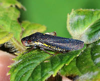 Speckled Sharpshooter - Paraulacizes irrorata TL: ~10 mm. Gorgeous, blue, speckled leafhopper with bits of yellow on its sides.<br />
<br />
Habitat: Rural garden<br />
https://www.jungledragon.com/image/84380/speckled_sharpshooter_-_paraulacizes_irrorata.html Geotagged,Paraulacizes,Paraulacizes irrorata,Sharpshooter,Speckled Sharpshooter,Summer,United States,leafhopper