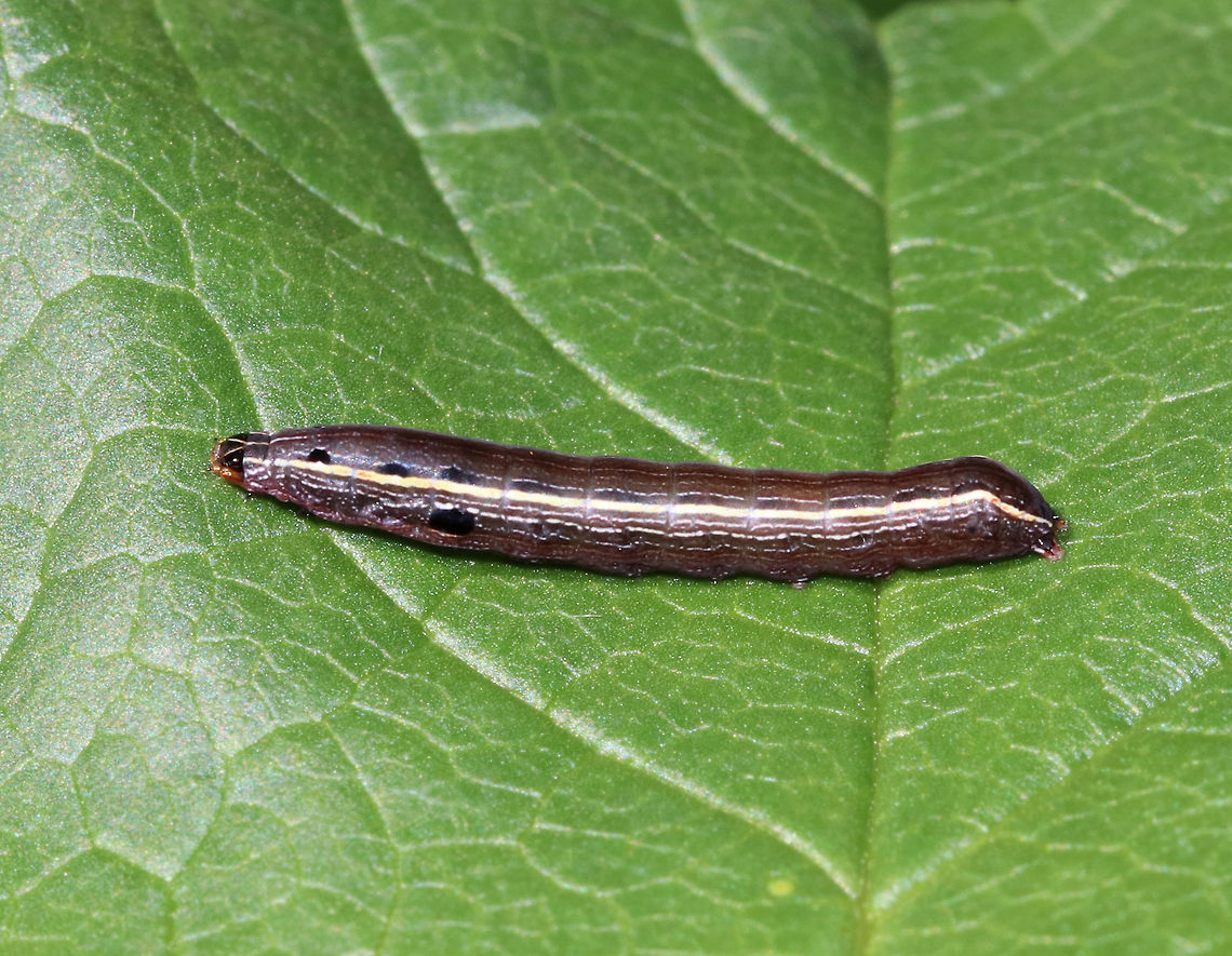 Yellow-striped Armyworm Caterpillar - Spodoptera ornithogalli Smooth, dark caterpillar with yellowish stripe along each side and small, black spots on the top of most segments; brown head capsule with a white inverted V-shape.<br />
<br />
Habitat: Rural garden Geotagged,Spodoptera,Spodoptera ornithogalli,Summer,United States,Yellow-striped Armyworm Moth,Yellow-striped Armyworm caterpillar,caterpillar