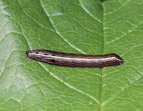 Yellow-striped Armyworm Caterpillar - Spodoptera ornithogalli Smooth, dark caterpillar with yellowish stripe along each side and small, black spots on the top of most segments; brown head capsule with a white inverted V-shape.

Habitat: Rural garden Geotagged,Spodoptera,Spodoptera ornithogalli,Summer,United States,Yellow-striped Armyworm Moth,Yellow-striped Armyworm caterpillar,caterpillar